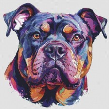 American Bully Puppy Dog