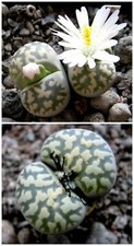 10 LITHOPS Karasmontana