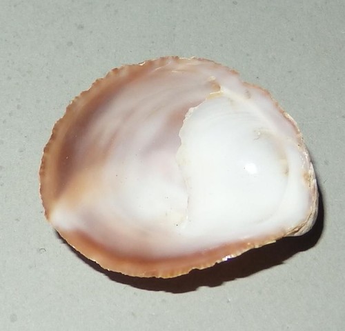 Crepidula dilatata - ,