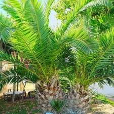 Evergreen Phoenix Canary Date Palm Trees Hardy Architectural 1.5 Litre Pot