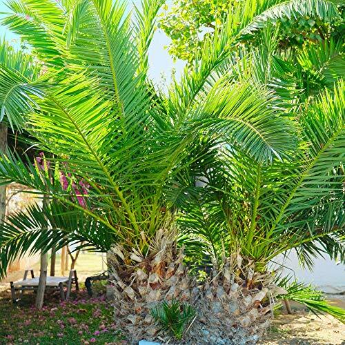 Evergreen phoenix canary date - canary,