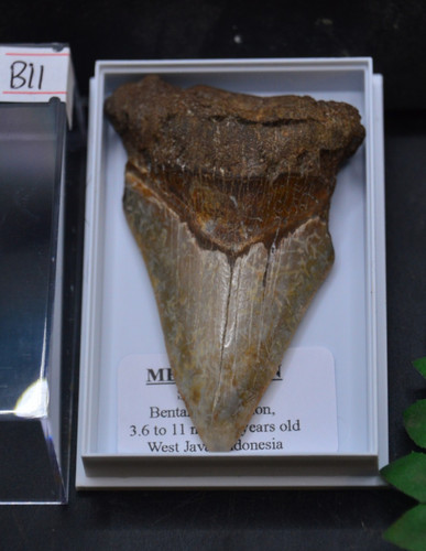 B11 wow genuine megalodon - ,