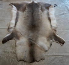 Reindeer Hide, A Beautiful