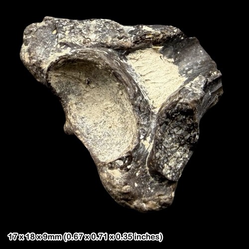 Teleost fish skull fossil - fish,
