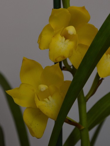 Kusuda fantasy yellow - kusuda, |