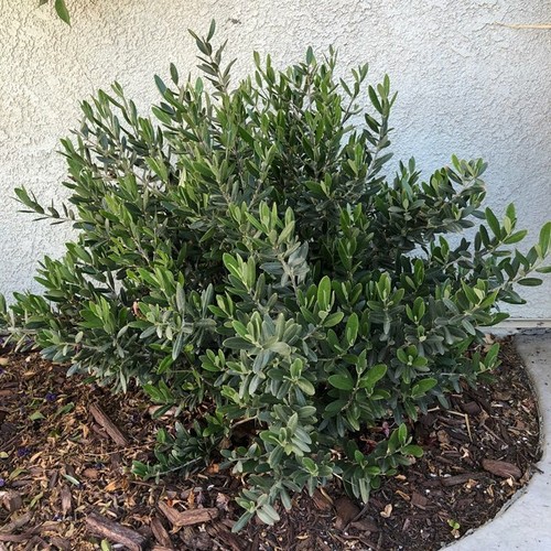 Olive tree seeds - tree, europea)seeds