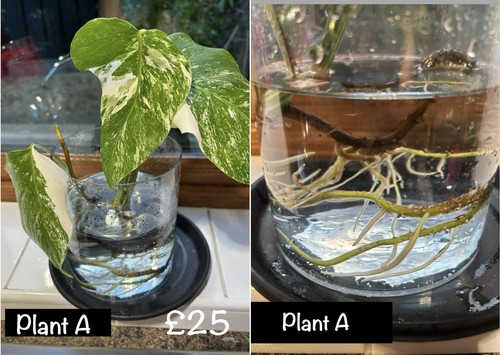 Monstera albo variegated - monstera,