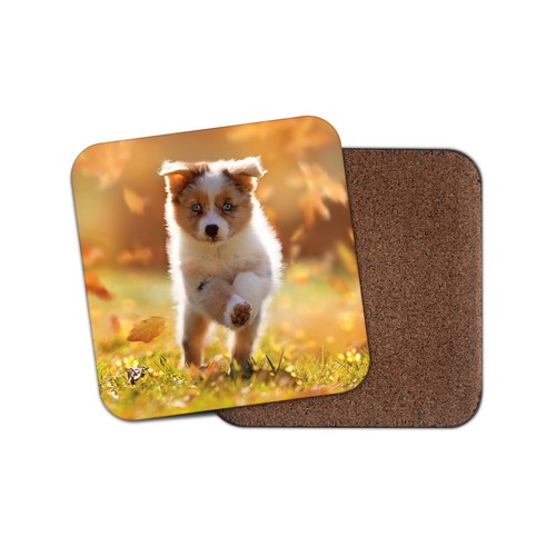 Australian shepherd puppy - shepherd,