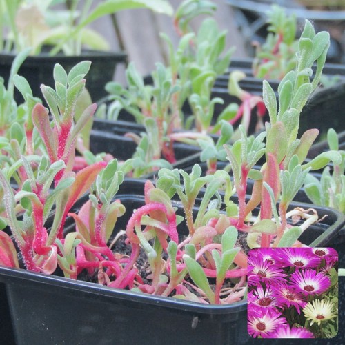 10x livingstone daisies 9cm - 10x,