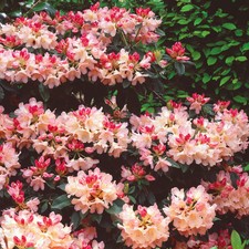 Rhododendron Dreamland - 4Ltr Pot Large XXXL Flowering Evergreen Shrub