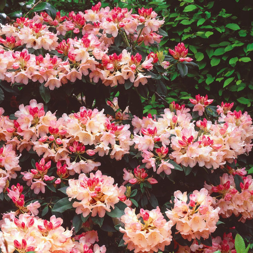 Rhododendron dreamland 4ltr - -,