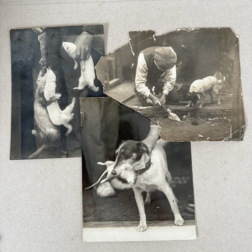 Rare pre ww1 rat catching - pre-ww1,