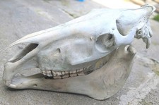 Genuine Entire Shire Horse