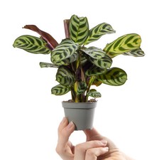 Baby Prayer Plant Maranta