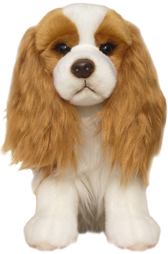 Cavalier king charles - cavalier,