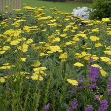 Achillea 'Moonshine' - Yarrow 9cm pot, upright perennial yellow flowers