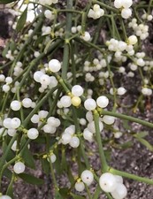 Mistletoe fresh teme valley - mistletoe.,