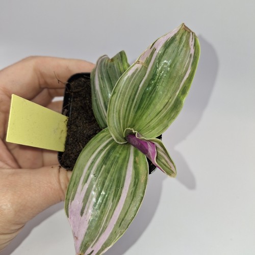Tradescantia nanouk rooted - tradescantia,