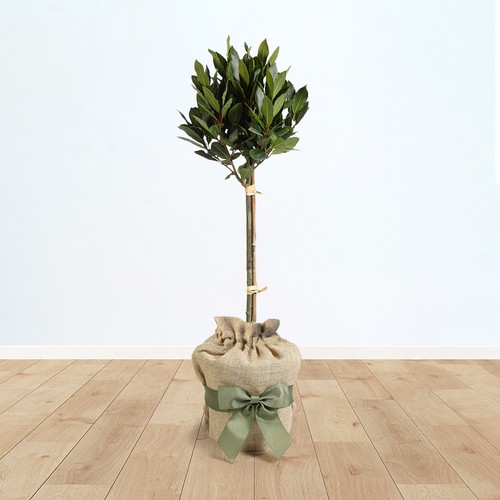 Gifted wrapped bay - wrapped, tree