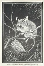 NEAVE PARKER FIELD MOUSE Print of a Woodcut C1941 Mice