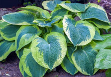 Hosta American Halo x 9 cm pot
