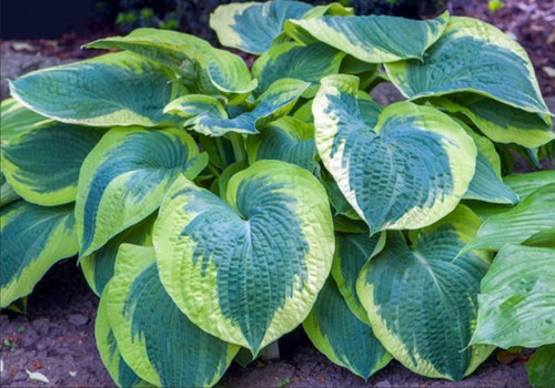 Hosta american halo - x, pot