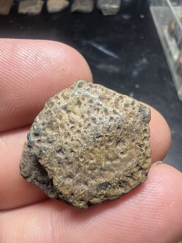 Pleistocene fossil giant - pleistocene,