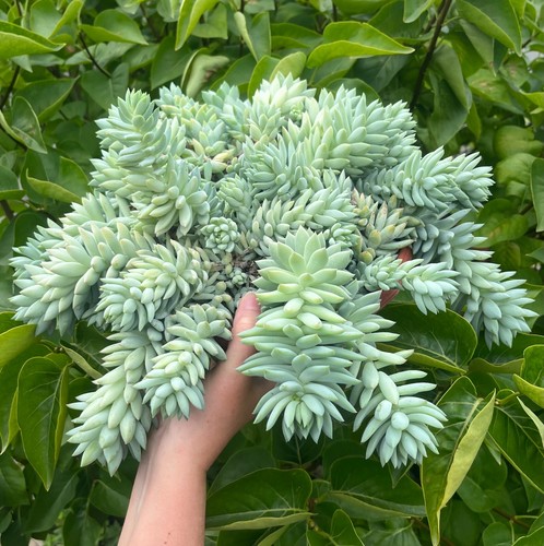 Echeveria derenbergii sedum - echeveria,