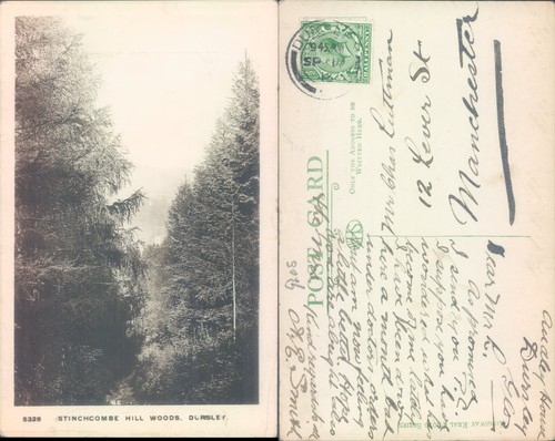 Stinchcombe hill woods dursley - stinchcombe,