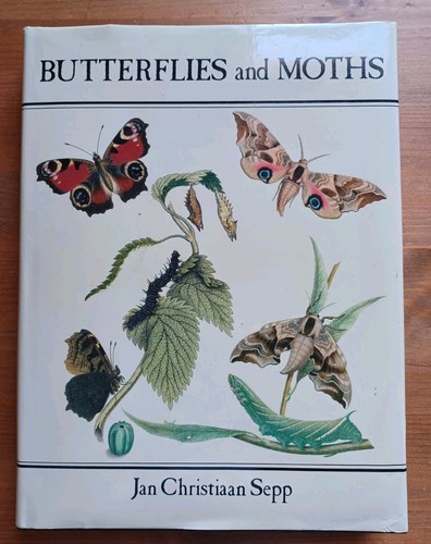 Butterflies moths beautiful - butterflies, moths-beautiful