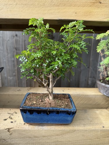 Zanthoxylum bonsai tree potted - bonsai,