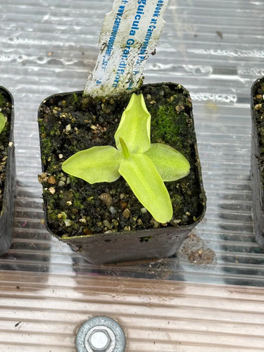 Pinguicula grandiflora - pinguicula,