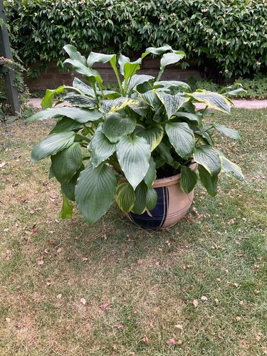 Hosta earthenware pot - earthenware,