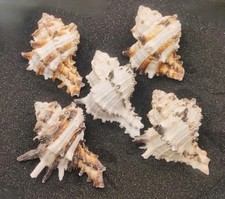 5 x (Large) Murex Endiva Shells for Hermit Crabs Homes Natural Seashells Decor 
