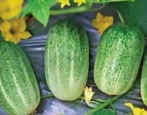 Bangali indian cucumber khira - indian,