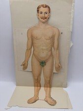 Antique Anatomy Foldout