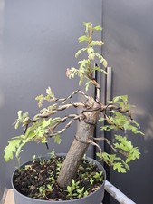 chunky part trained  Oak