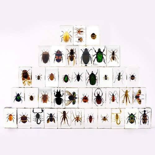Pcs insect resin - insect,