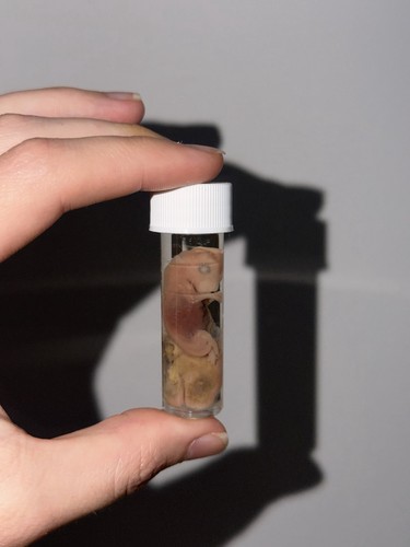 Small preserved fetal - preserved, rabbit