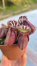 2020 Cephalotus Folliculari