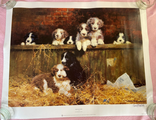 Muffin pups david - muffin's,