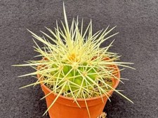 Echinocactus grusonii - Golden