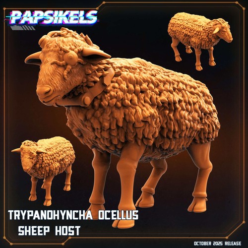 Trypanohyncha ocellus - trypanohyncha,