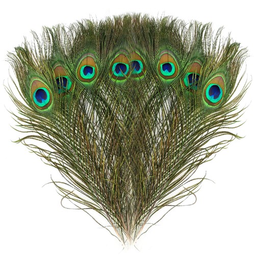 Natural peacock eye feathers - eye,