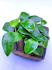 Anubias nana petite - on, nano