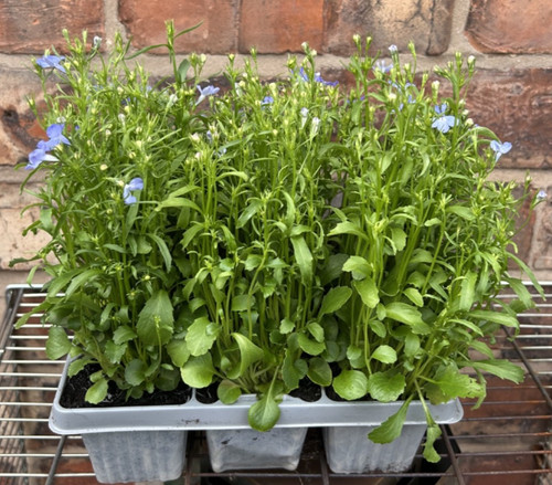 Pack bush lobelia bedding - lobelia,