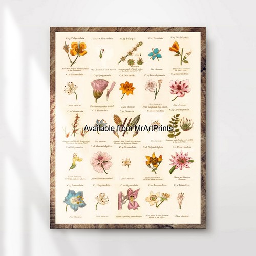 Pretty botanical flower - botanical,