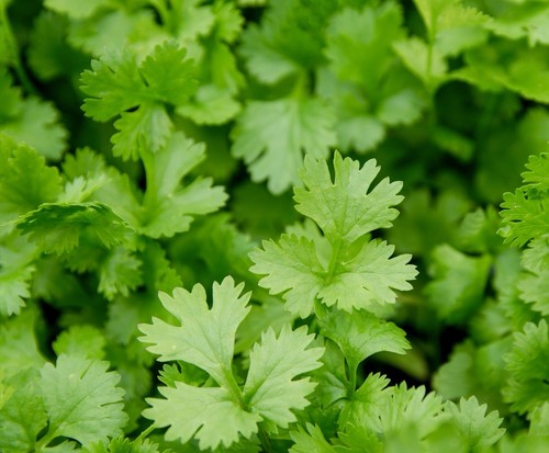 700 coriander cilantro seeds - seeds,