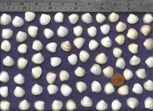 Nice north sea cockle - 74,