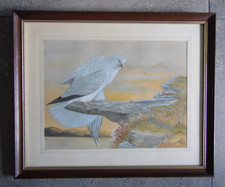 A Hen Harrier by a Loch. J